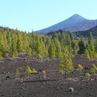 Bergwald mit Vulkan auf Teneriffa