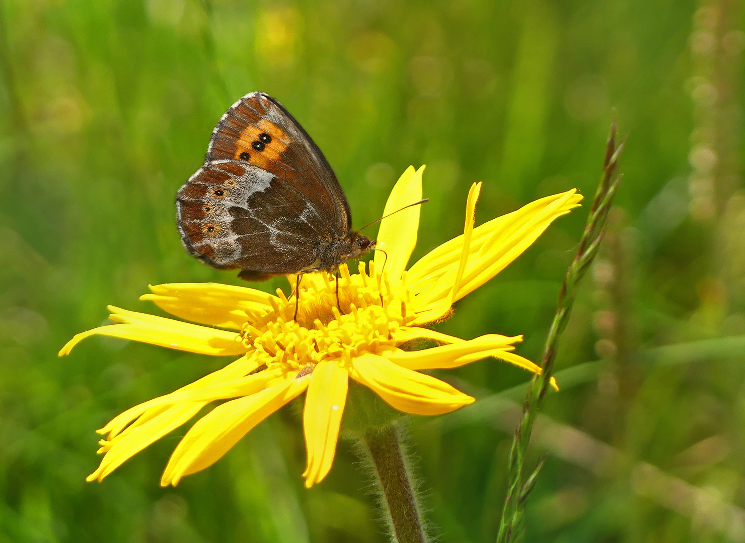 Bergwald Mohrenfalter