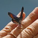 Bergwald Mohrenfalter offen