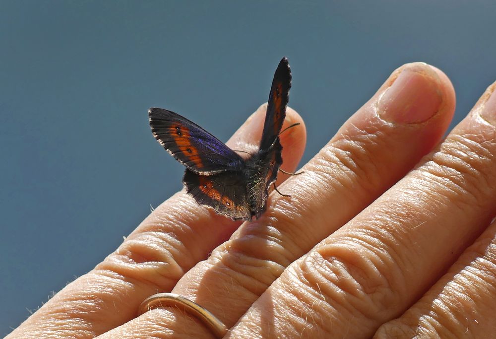 Bergwald Mohrenfalter offen