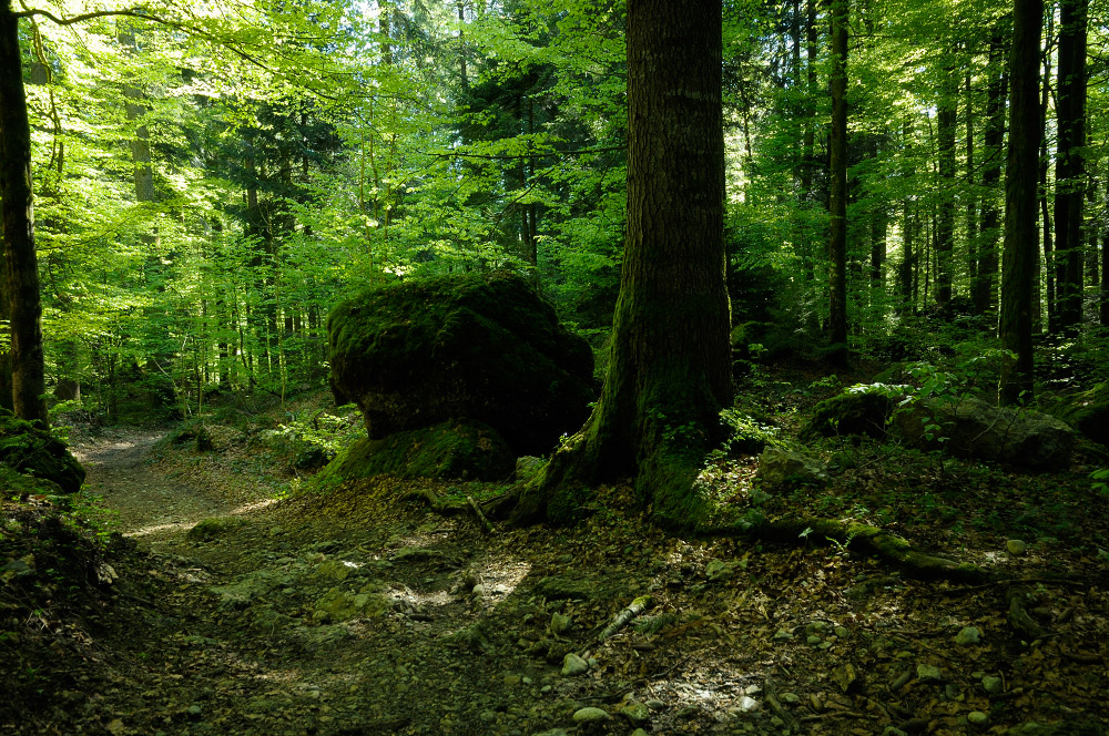 Bergwaldfrühling