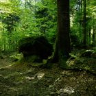 Bergwaldfrühling