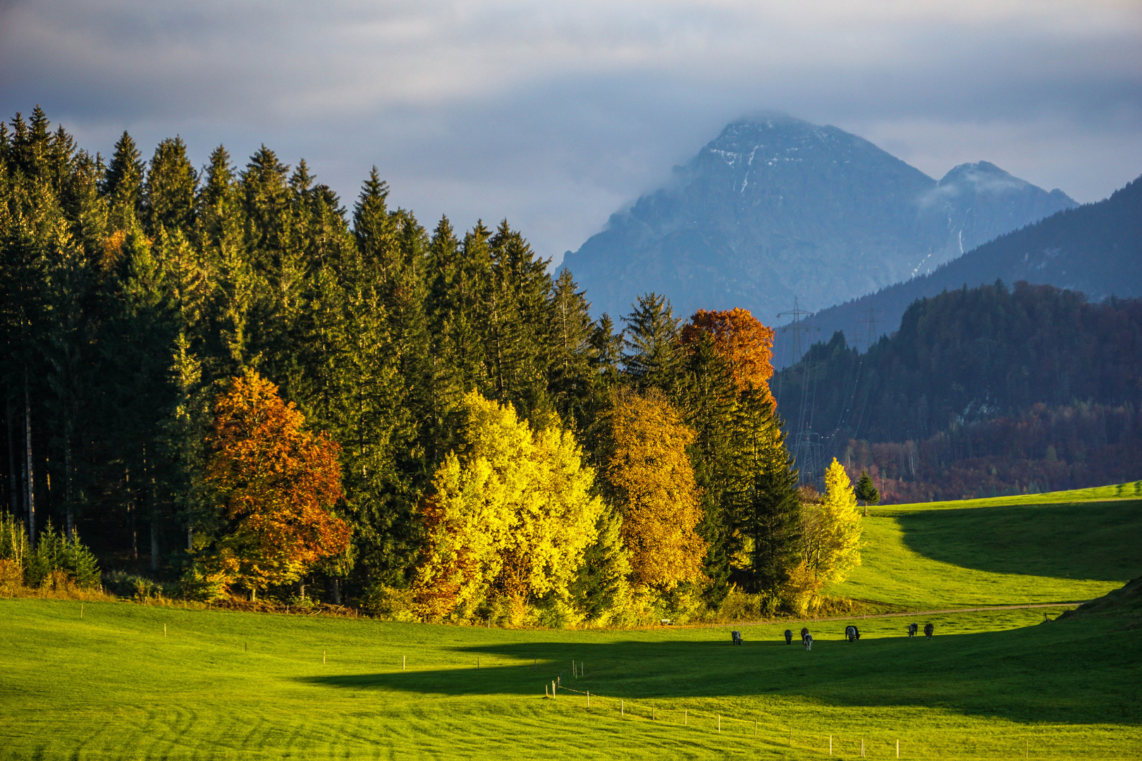 Bergwaldleuchten