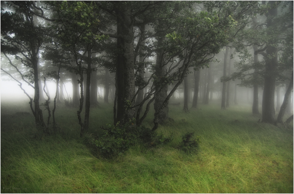 Bergwaldnebel 2