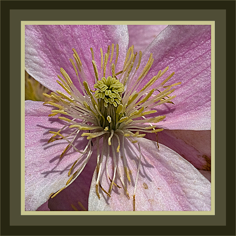 Bergwaldrebe (Clematis montana)