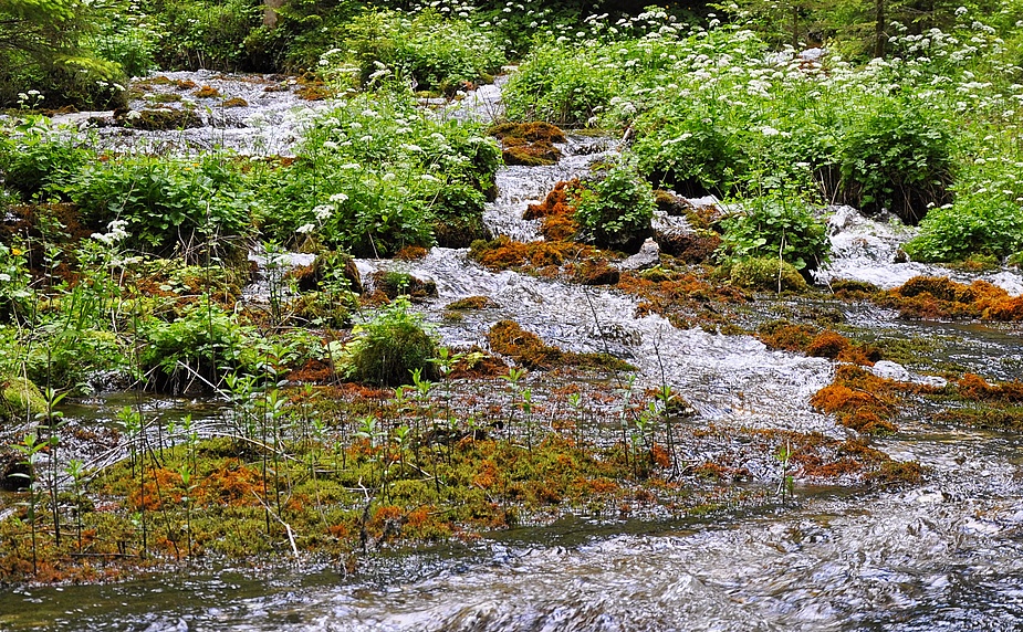 Bergwasser....