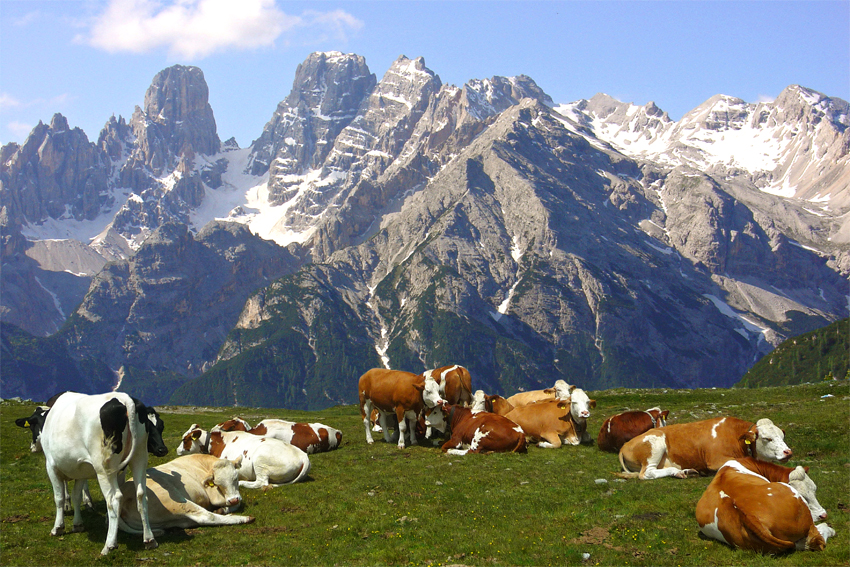Bergweide in Südtirol