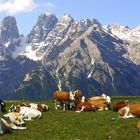 Bergweide in Südtirol