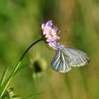 Bergweißling auf Flockenblume