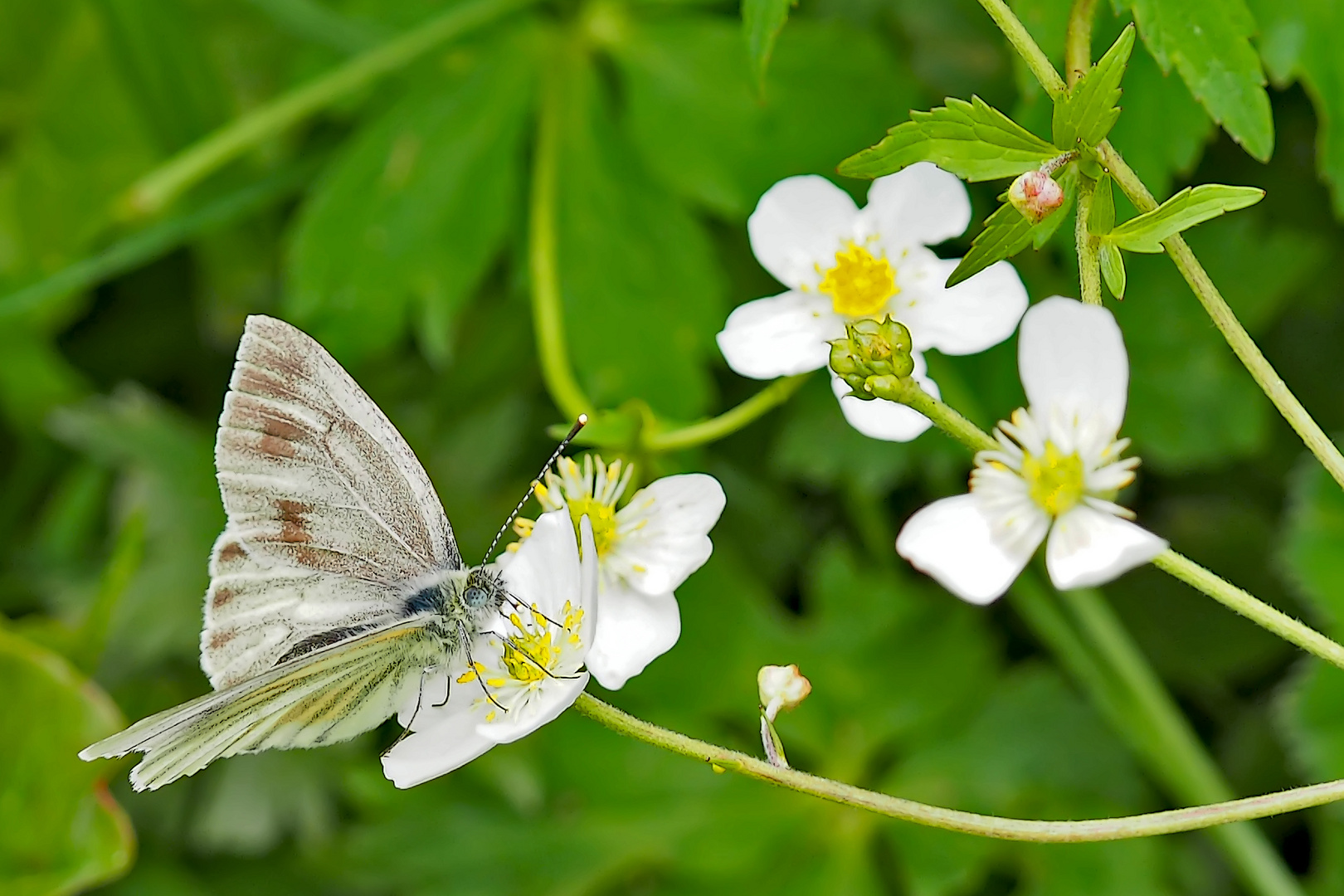 Bergweissling (Pieris bryoniae) - La Piéride de la Bryone.