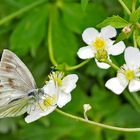 Bergweissling (Pieris bryoniae) - La Piéride de la Bryone.