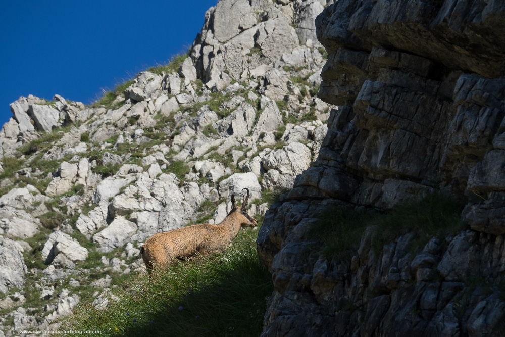 Bergwelt [13] – Bergbewohner