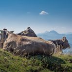 Bergwelt [16] – Kuhglück