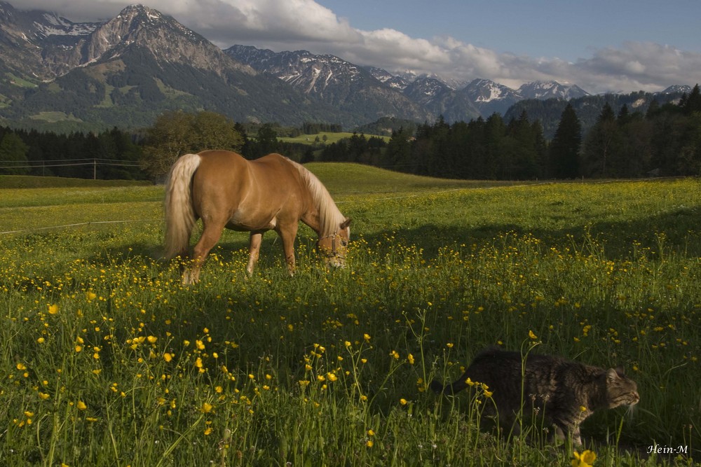 Bergwelt im Allgäu