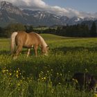 Bergwelt im Allgäu