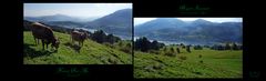 "Bergwelt Immenstadt Alpsee an der Siede Alpe"