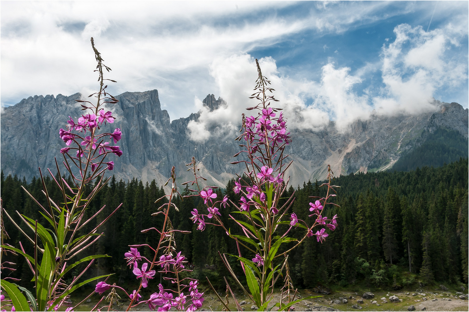 Bergwelt mit Weidenröschen