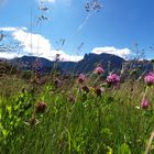 Bergwiese am Ritten