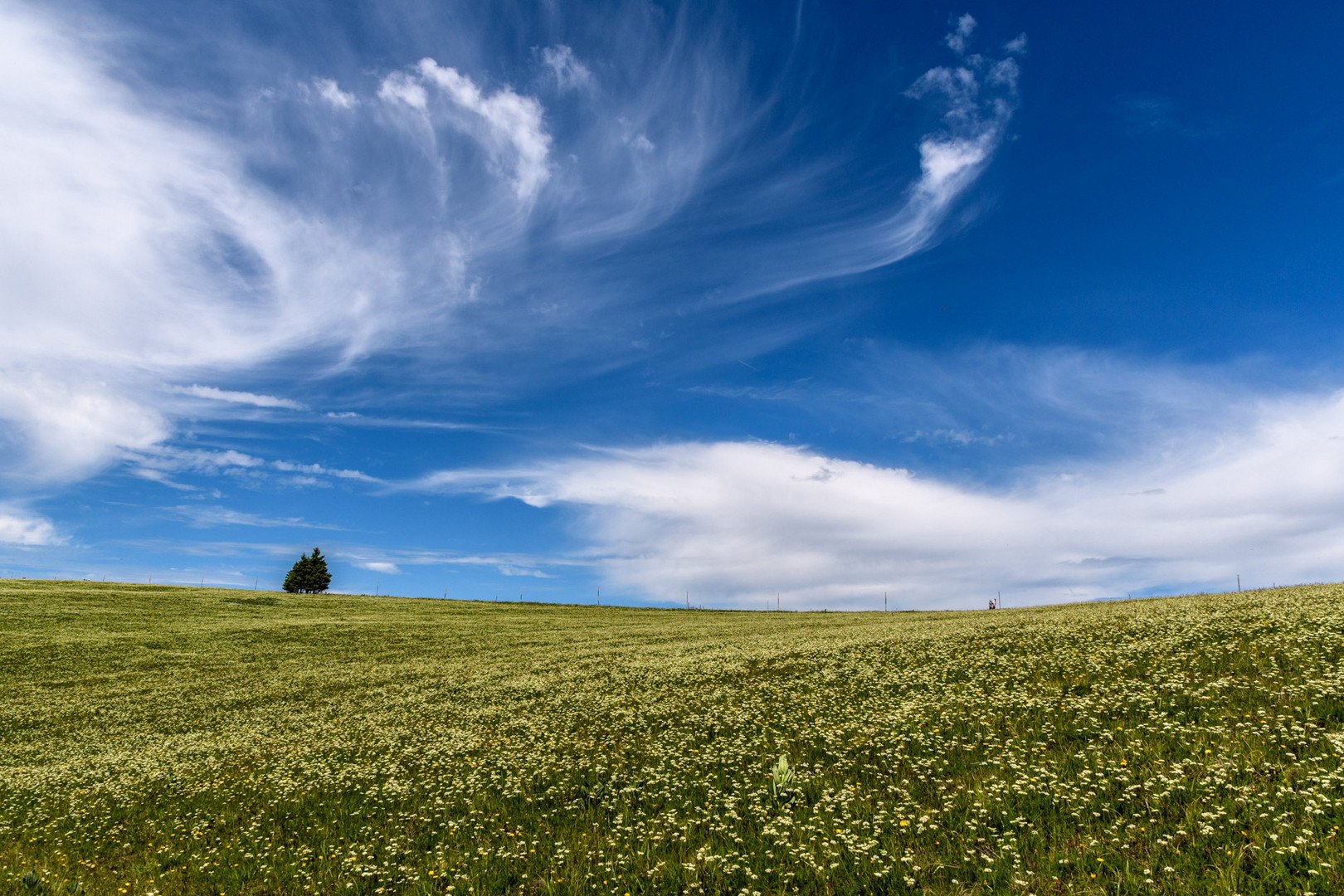 Bergwiese auf dem Feldberg