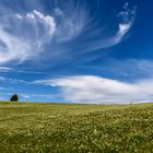 Bergwiese auf dem Feldberg