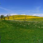 Bergwiese auf dem "Schauinsland"