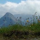 Bergwiese auf der Weißgrubenscharte