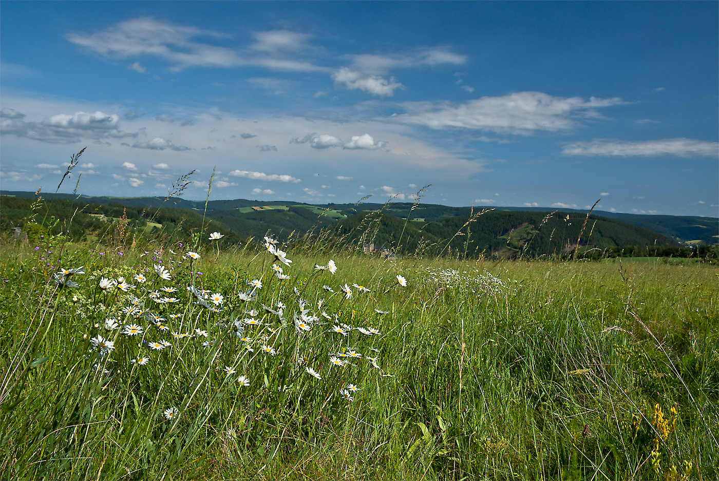 Bergwiese