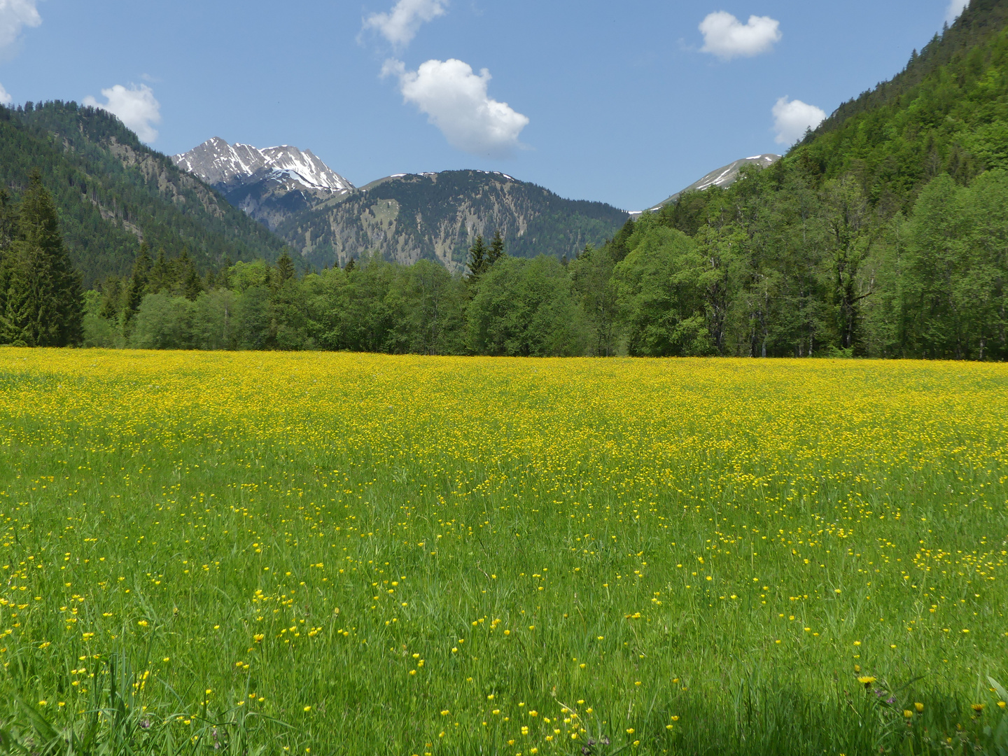 Bergwiese im Gramaital