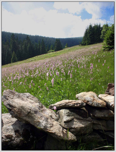 Bergwiese im Riesengebirge