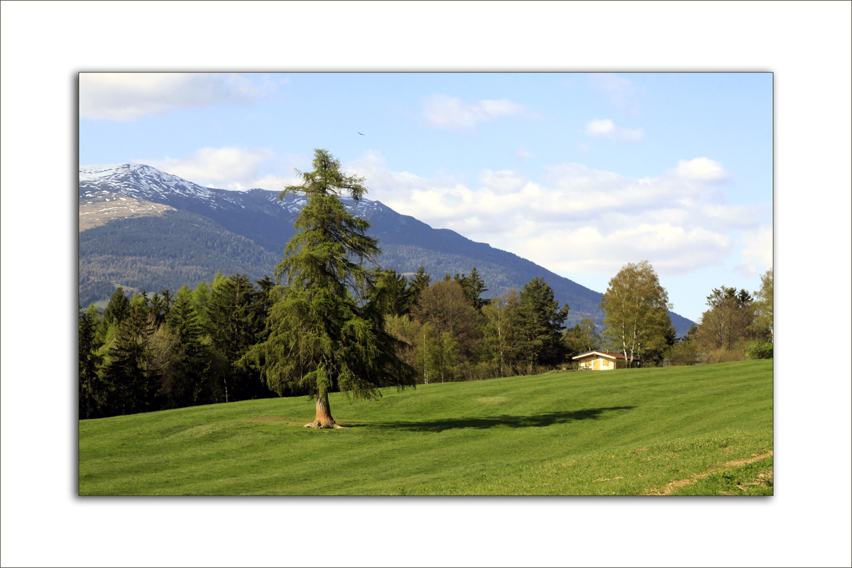 Bergwiese in Frühling