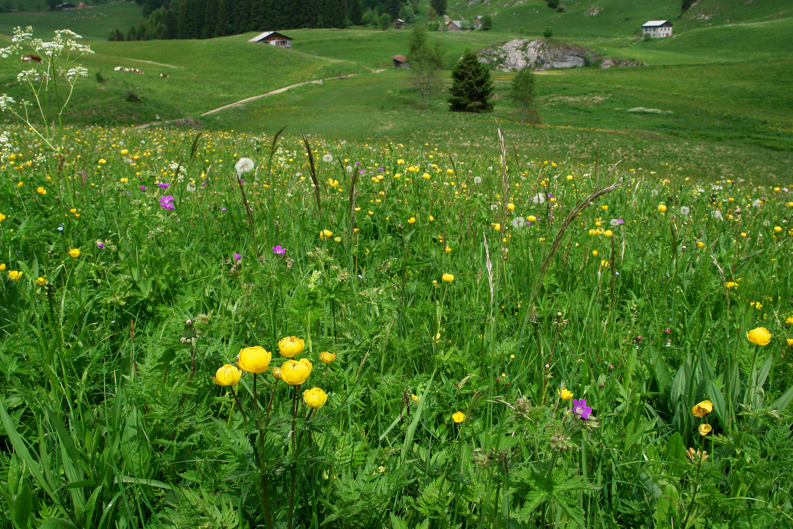 Bergwiese in Hochsavoyen