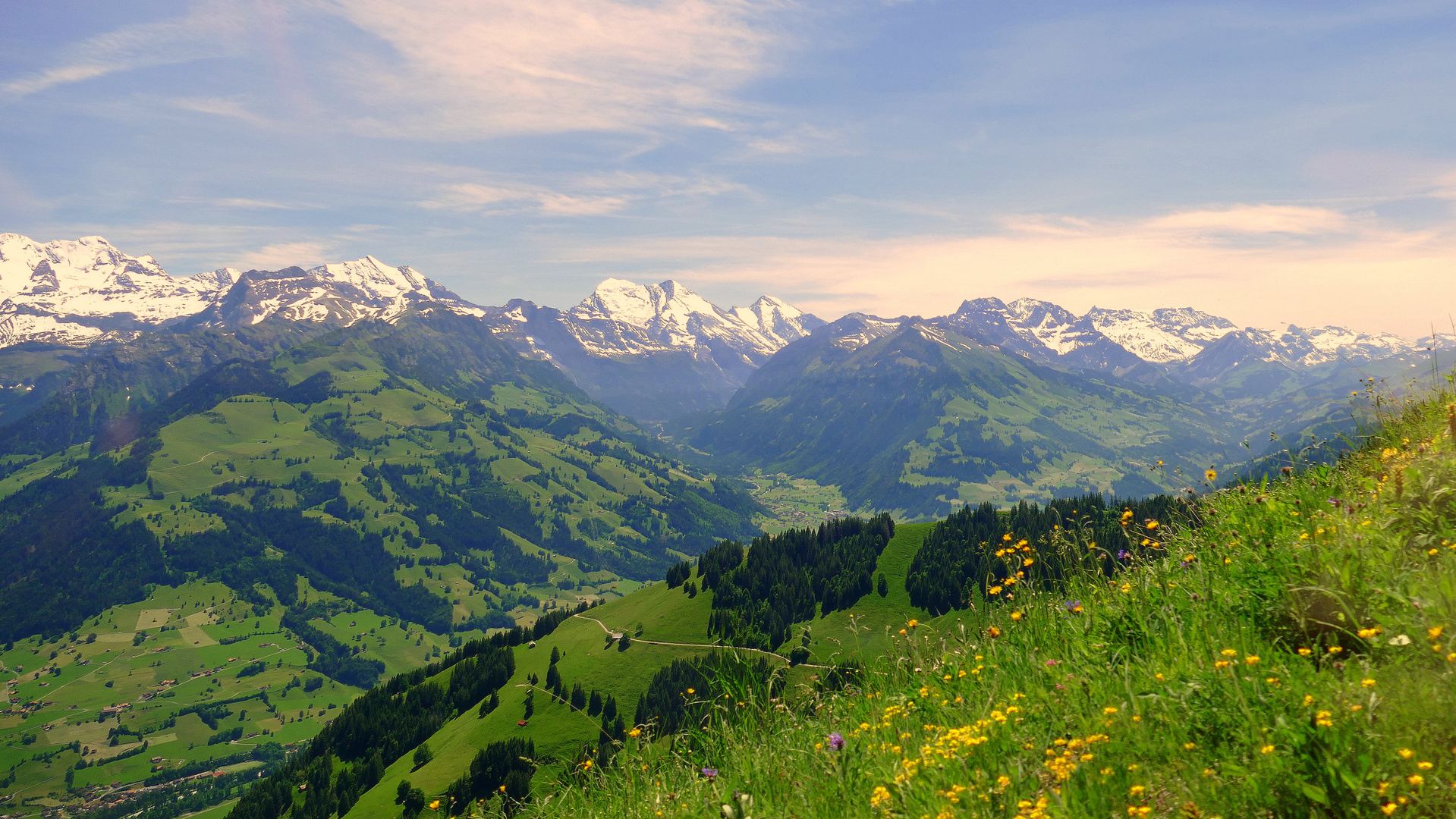 °°°° Bergwiese mit Alpenpanorama °°°°