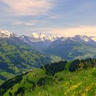 °°°° Bergwiese mit Alpenpanorama °°°°