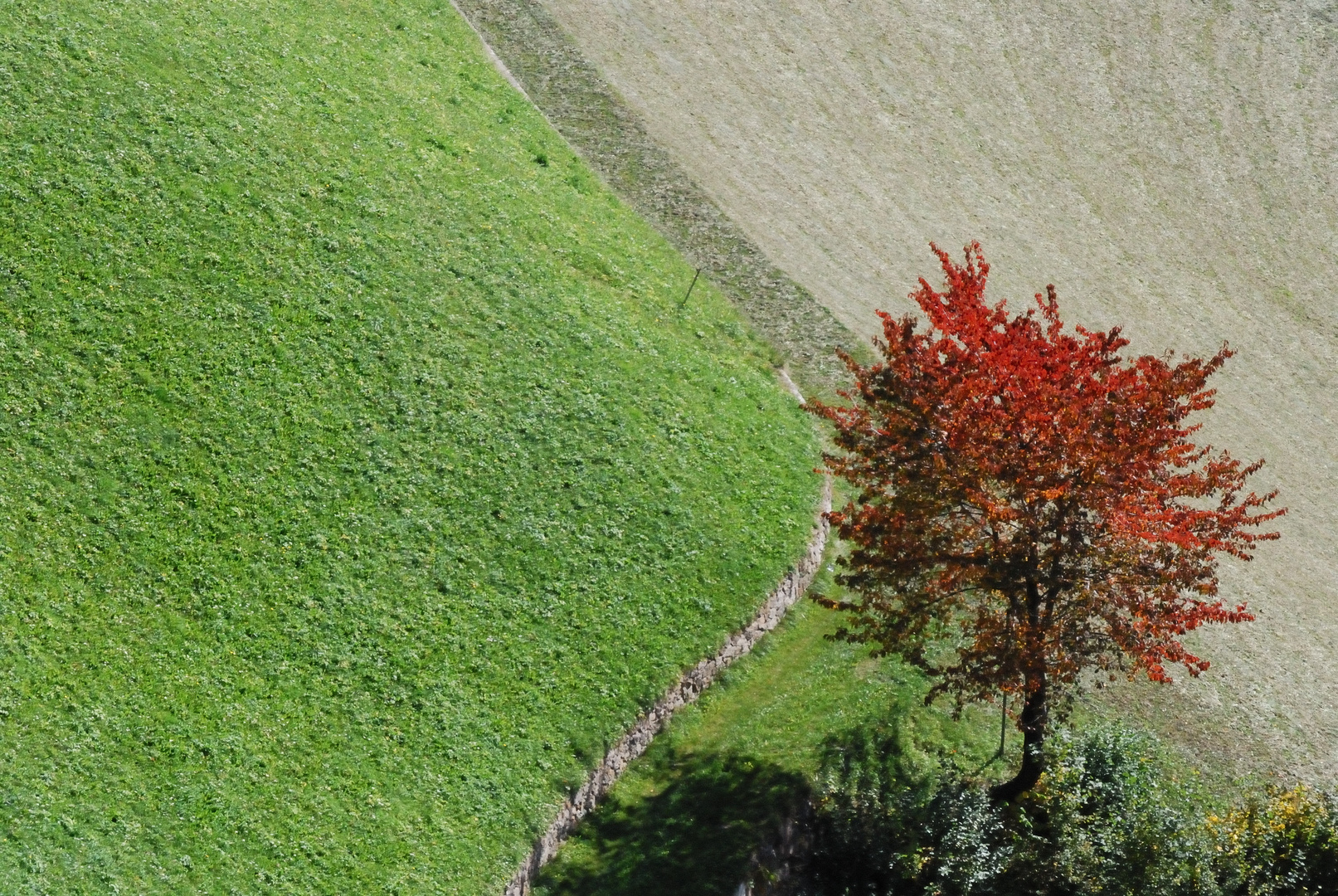 Bergwiese mit Baum im Herbst