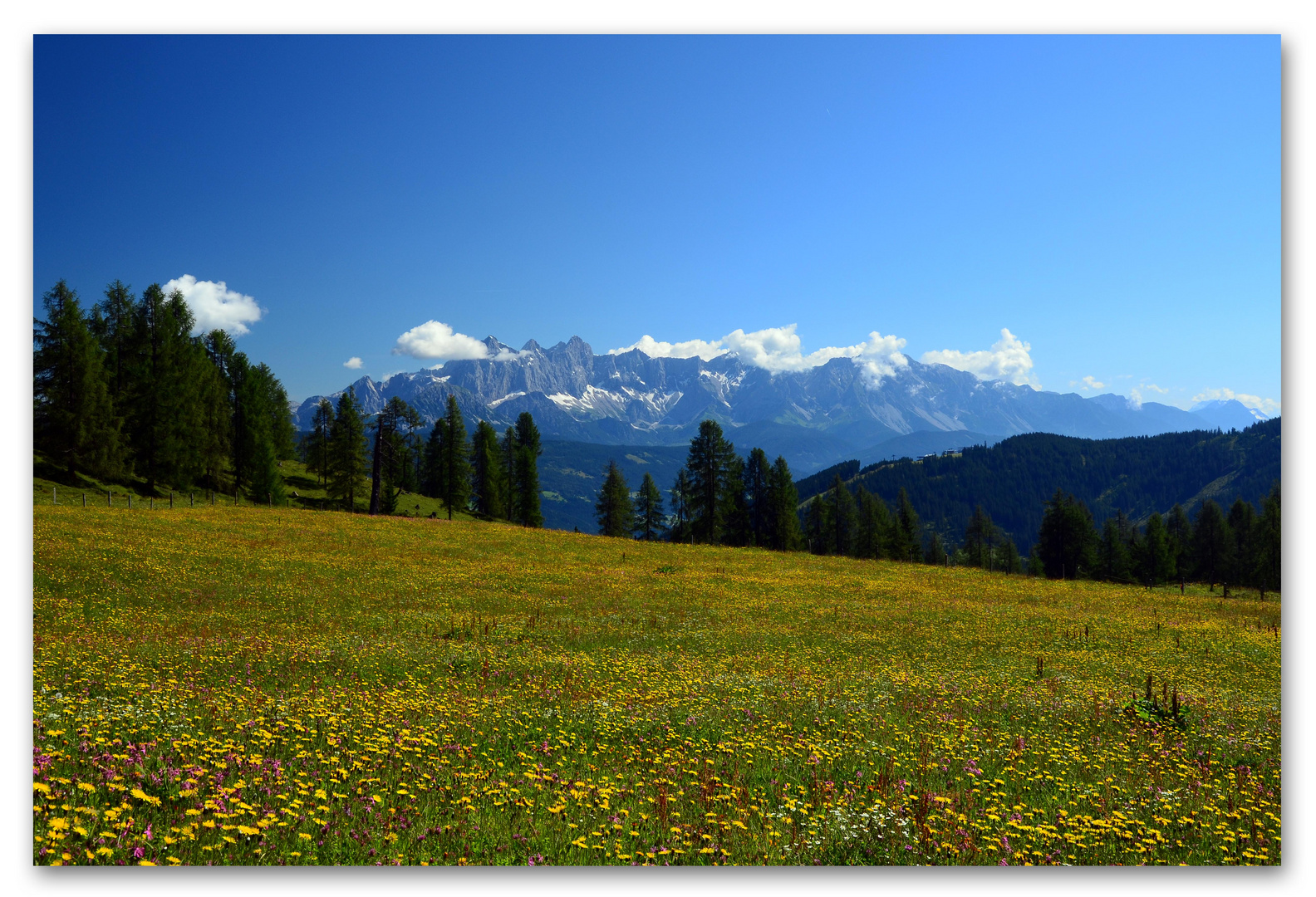 Bergwiese mit Blick zum Dachstein