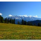 Bergwiese mit Blick zum Dachstein