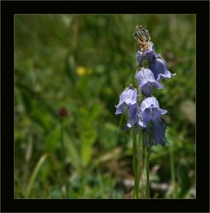 Bergwiese....mit Glockenblumen