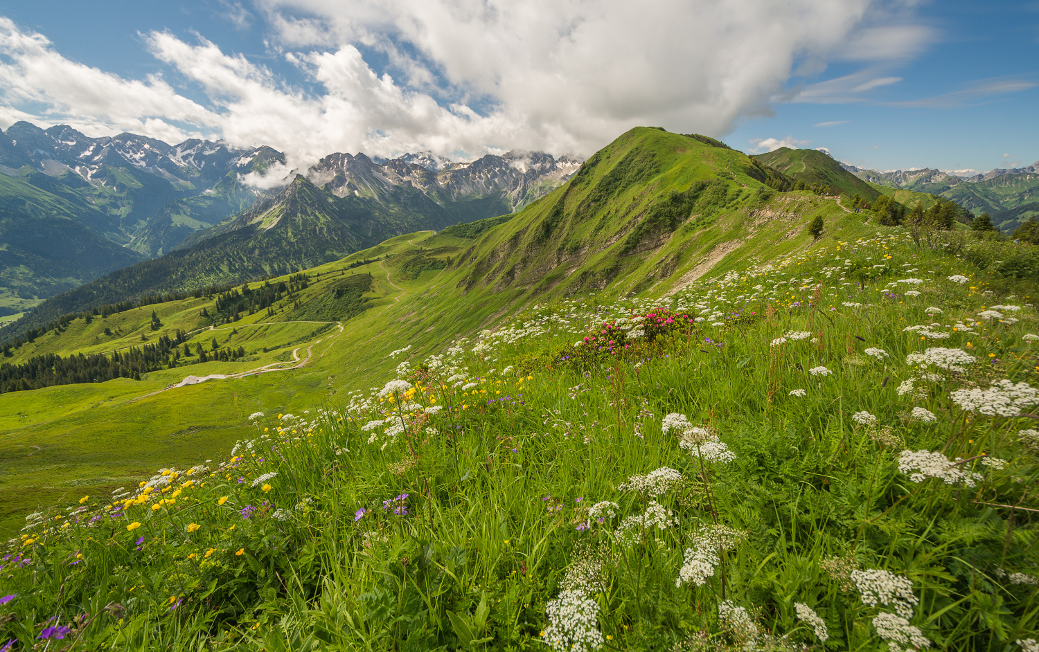 Bergwiesen