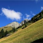 Bergwiesen am Morgen