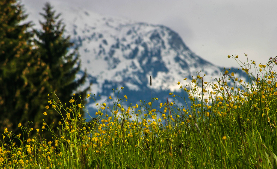 Bergwiesen Blick