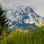 Bergwiesen Blick