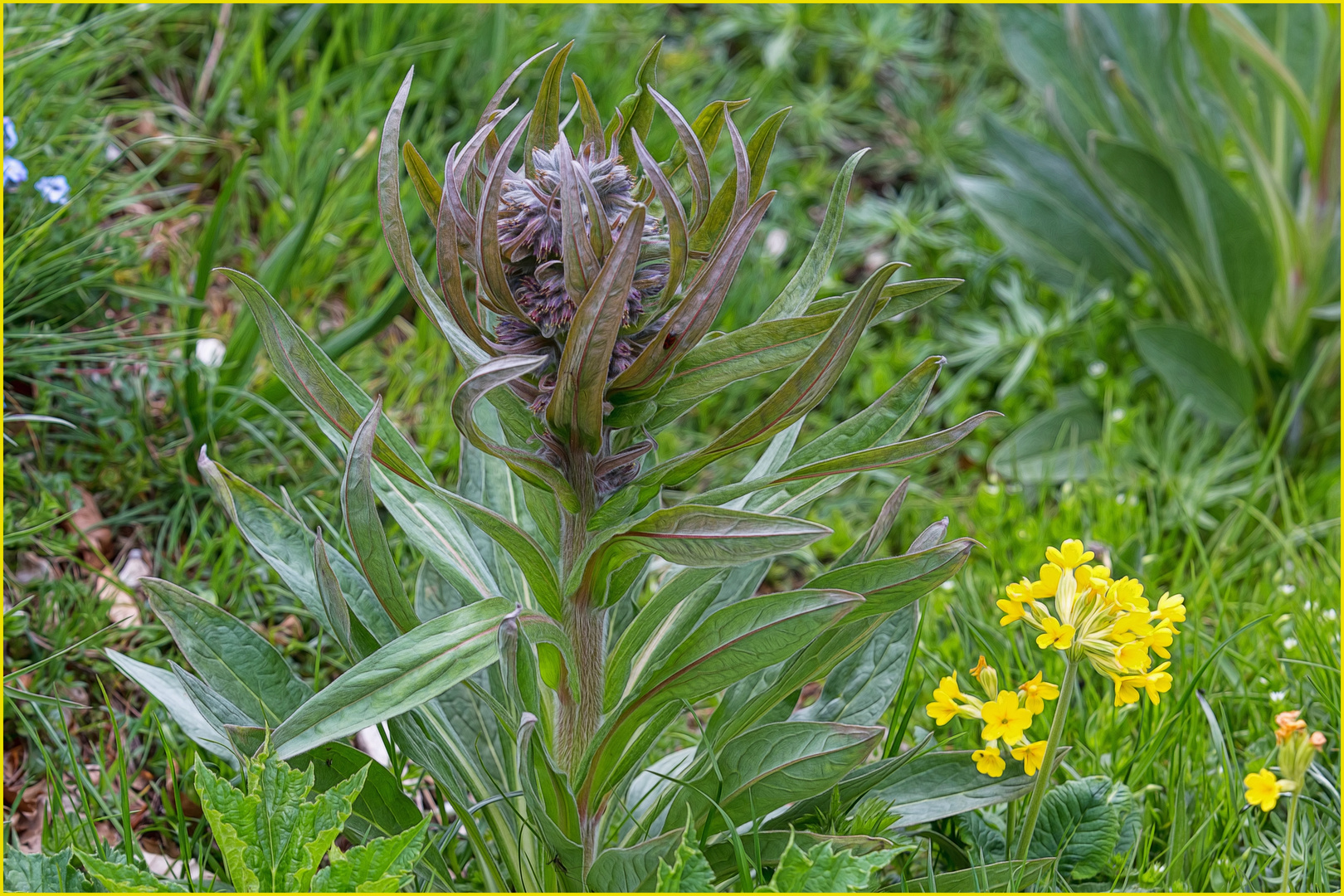 Bergwiesen-Blumen (2)