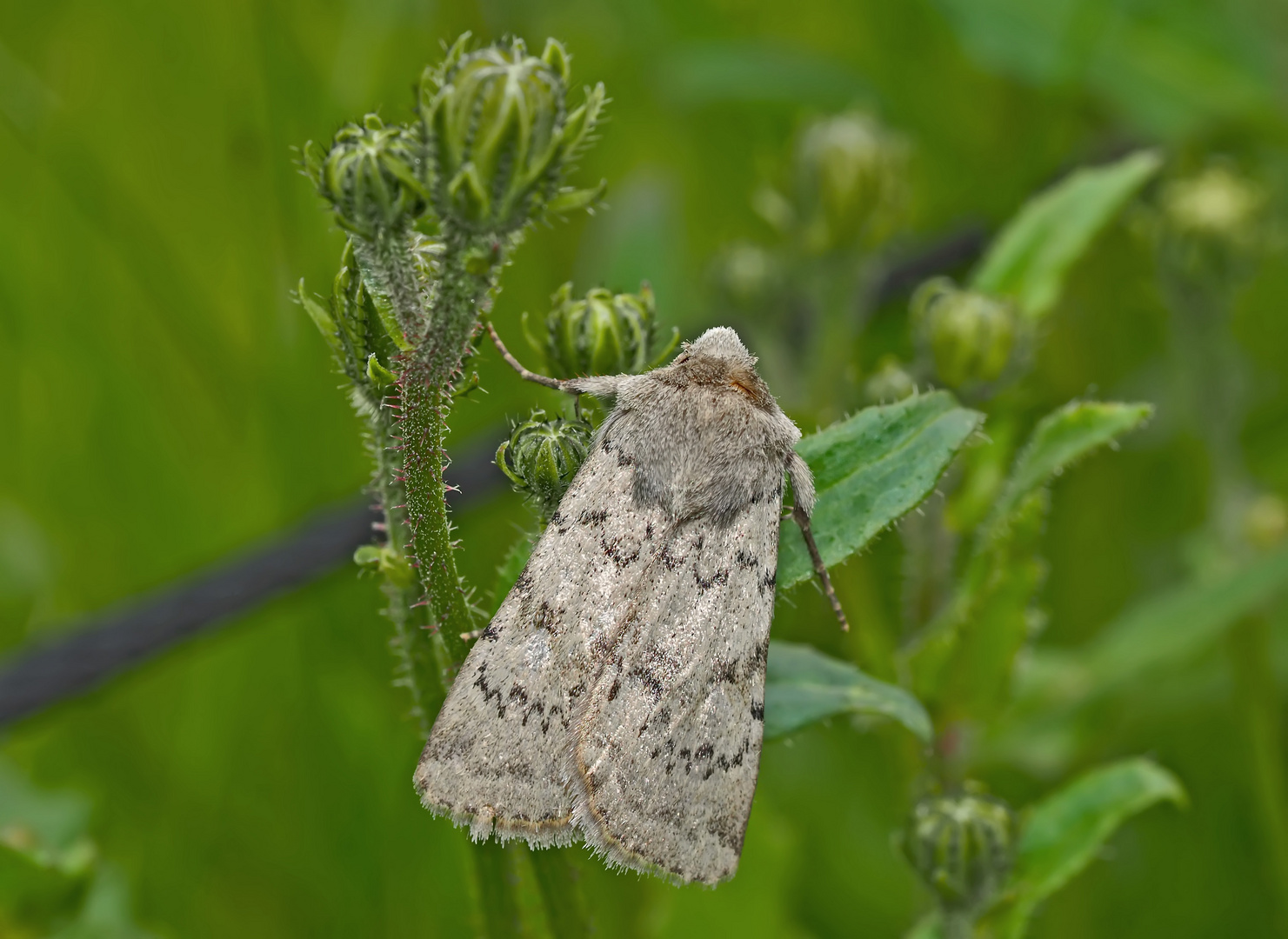 Bergwiesen-Bodeneule (Epipsilia grisescens) - L'Agrotide ignicole.