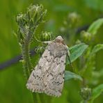 Bergwiesen-Bodeneule (Epipsilia grisescens) - L'Agrotide ignicole.