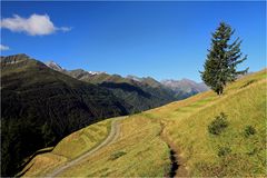 Bergwiesen im Bereich Niljochhütte