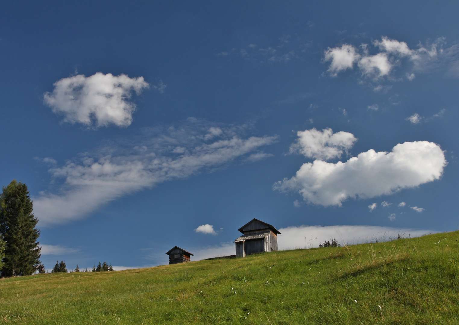 Bergwiesen im Sommer