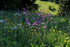 Bergwiesen im Wonnemonat Mai