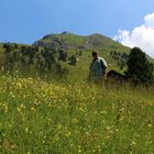 Bergwiesen in Tirol