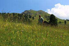 Bergwiesen in Tirol