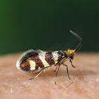 Bergwiesen-Urfalter (Micropterix allionella) - Wie von einem anderen Planeten!